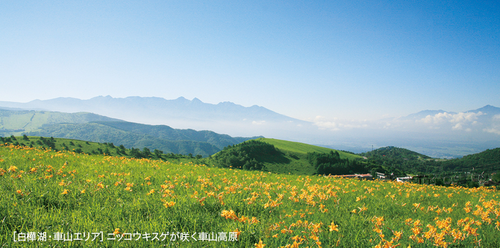 ニッコウキスゲが咲く車山高原