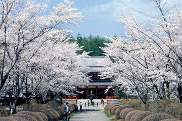 桜並木の写真