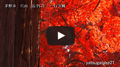 長円寺の楓紅葉