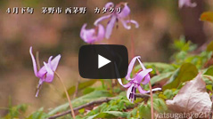 西茅野のカタクリ