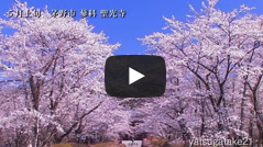 聖光寺の桜