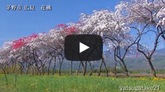 広見の花桃