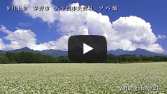 農場のソバ畑