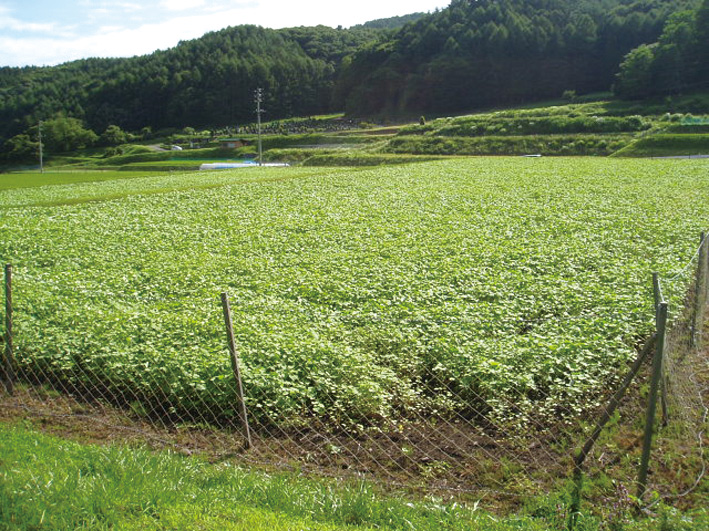 asahiya_img01
