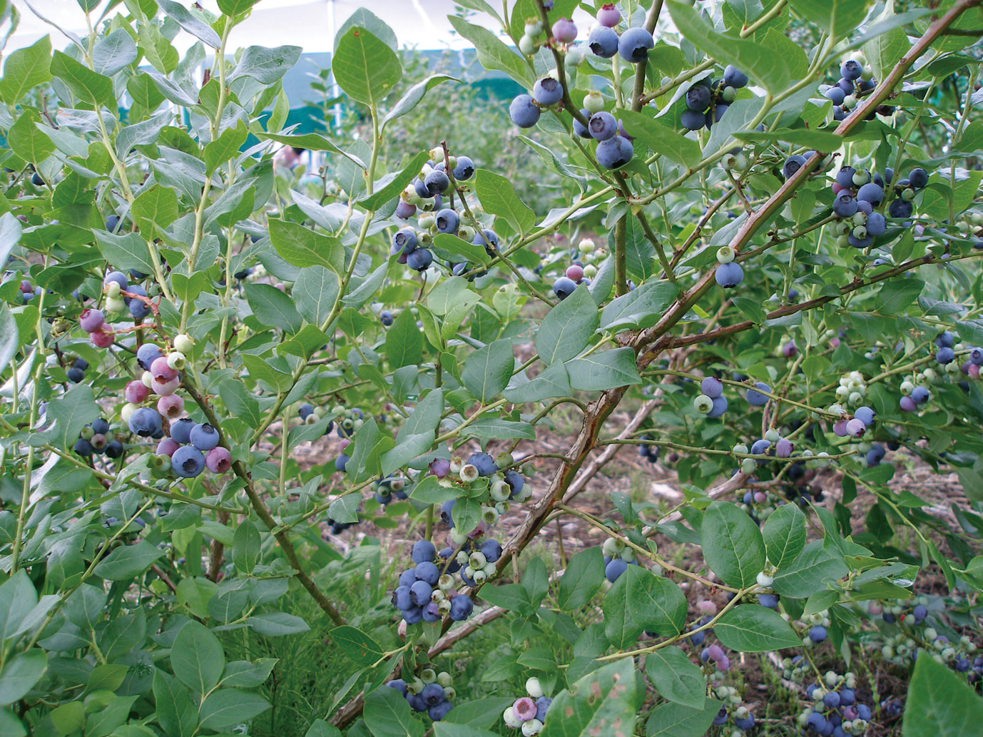 blueberry_nouen