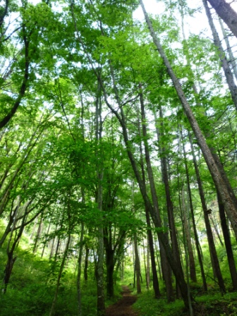 小泉山写真①