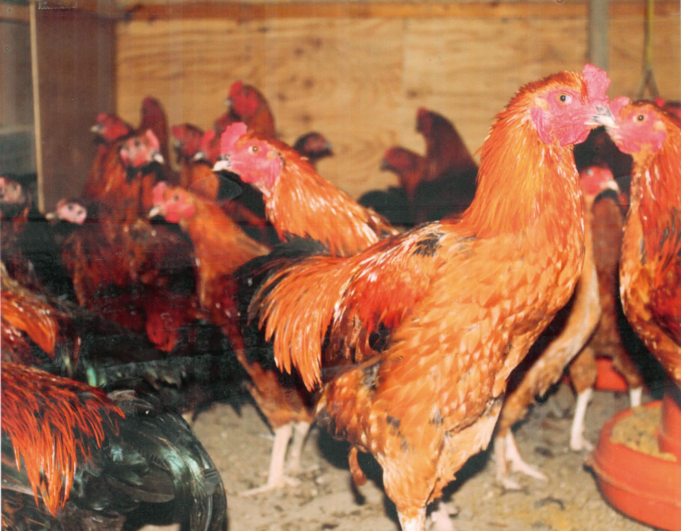 joumonnouen