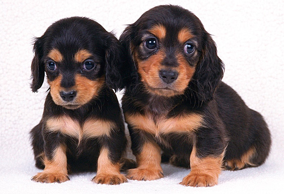 sevendogs1