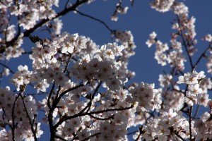 IMG_0326