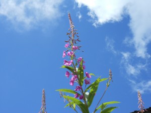 DSCN0696