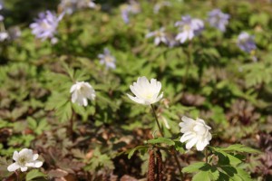 IMG_6122