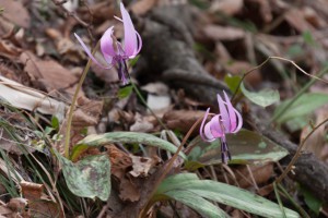 IMG_6268