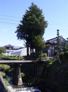 柳沢1